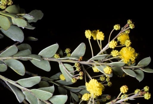 Archivo:Acacia dorsenna 2.jpg