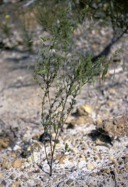 Archivo:Acacia luteola.jpg