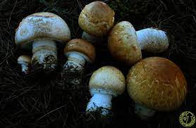 Agaricus leucotrichus.jpg