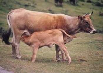 Archivo:Ganado Momchina.jpg