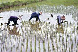 Archivo:Obreros agricolas camboya.jpg