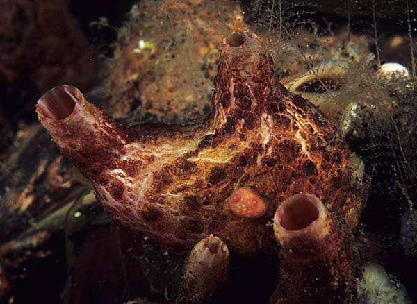 Archivo:Pyura microcosmus.jpg