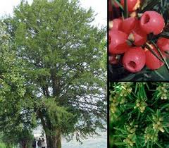 Taxus baccata plantis.jpg