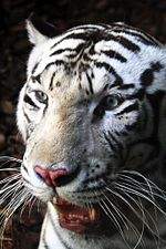 Tigre blanco 1.jpg