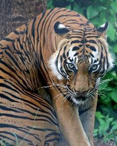 Tigre malasia.jpg