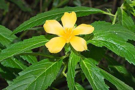 Archivo:Turnera angustifolia.jpg