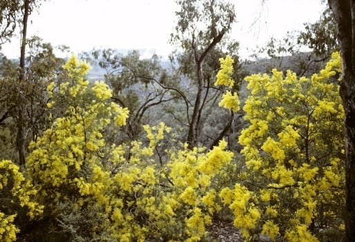 Archivo:Acacia kettlewelliae.jpg