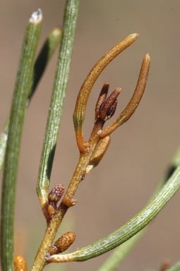 Archivo:Acacia macraneura 4.jpg