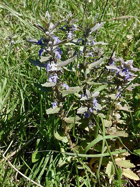 Archivo:Ajuga integrifolia 1.jpg