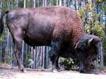 Bisonamericano.jpeg
