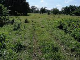 Download aguacatal.jpg