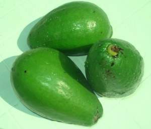 Archivo:Persea americana aguacate.jpg