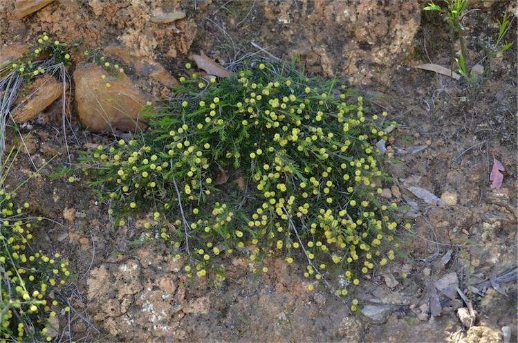 Archivo:Acacia aculeatissima 1.jpg