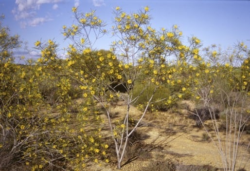 Archivo:Acacia glutinosissima.jpg