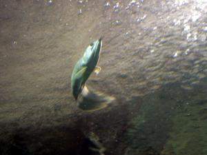 Arawana plateado.jpg