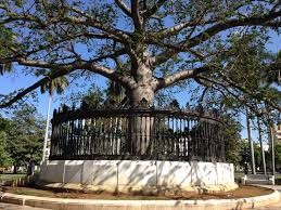 Arbol de la Fraternidad Americana.jpg