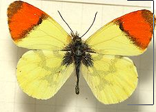 Bandera de España, mariposa.png