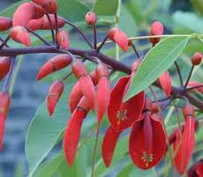 Erythrinacorallodendron.jpeg