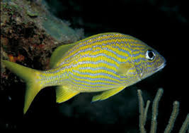 Haemulon falvolineatum.jpg