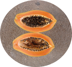Papaya criolla.png