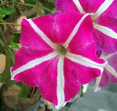 Petunia(Flor).jpeg