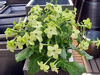 Planta del tabaco.JPG