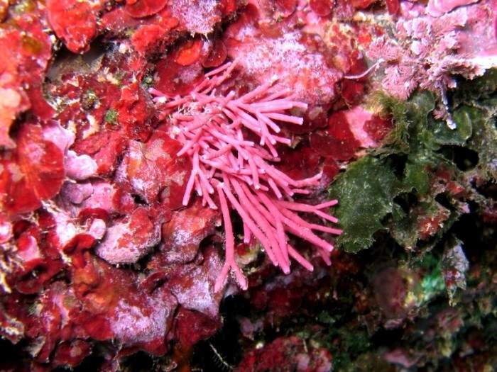 Archivo:Tricleocarpa fragilis.jpg