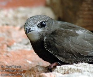 Vencejo comúnnm.jpeg