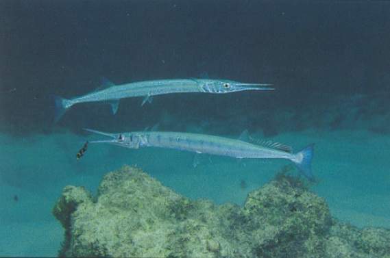 Archivo:Agujón sable.jpg