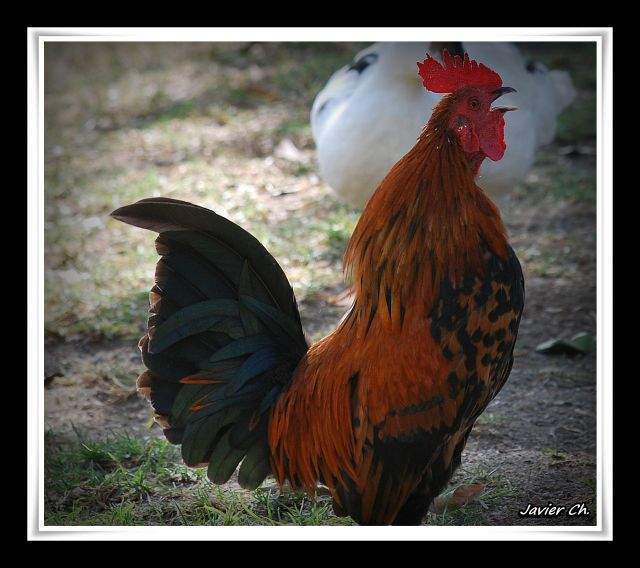 Gallo rojo - EcuRed