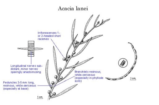 Archivo:Acacia lanei.jpg