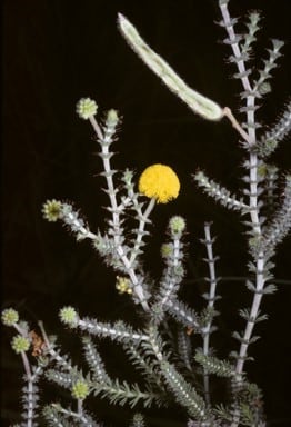 Archivo:Acacia lycopodiifolia 4.jpg