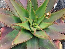 Aloe affinis EcuRed