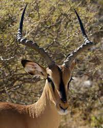 Impala antílope africano.jpg