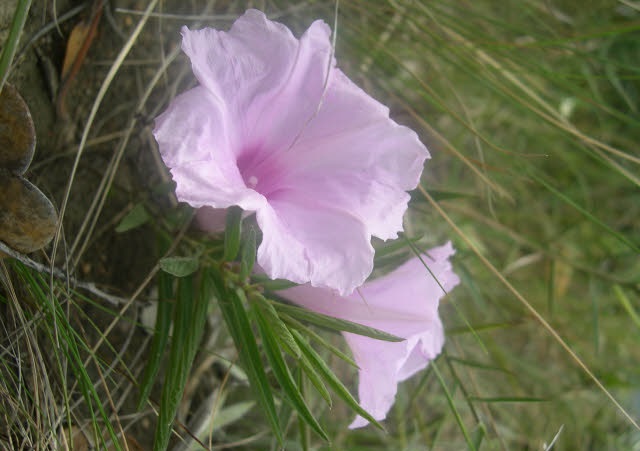 Archivo:Ipomoea granulosa.jpg