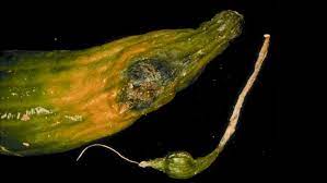 Mycosphaerella cucumis.jpg