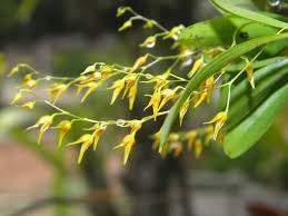 Specklinia picta1 .jpg