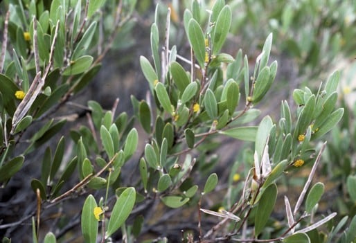 Archivo:Acacia incanicarpa.jpg