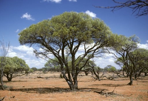 Archivo:Acacia masliniana.jpg