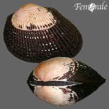 Anadara tuberculosa.jpg