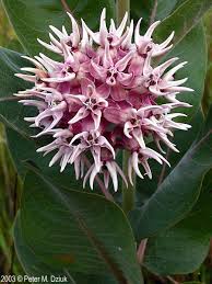 Asclepias Speciosa.jpg