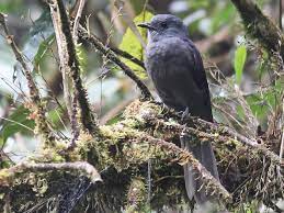 Guarda bosque oscuro .jpg