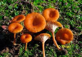 Omphalina vesuviana.jpg