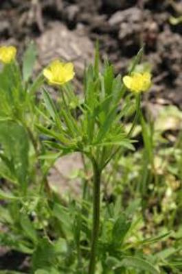 Ranunculus arvensiss.jpg