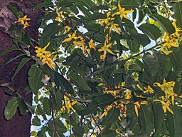 256px-Cananga odorata flowers Annona ekmanii .jpg