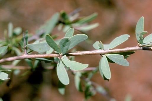 Archivo:Acacia kochii.jpg