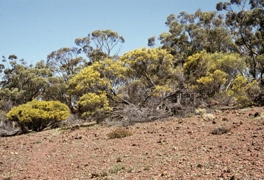 Archivo:Acacia ligustrina 2.jpg