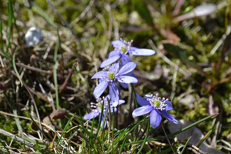 Archivo:Anemone hepatica.jpg