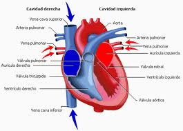 Bloqueo cardiaco total.jpeg