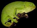 Archivo:Chamaeleo senegalensis.jpeg